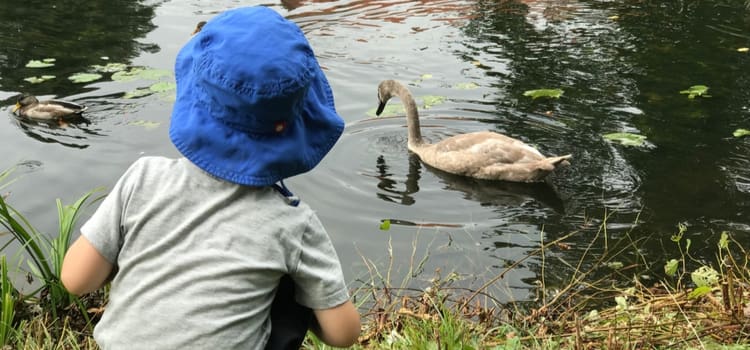 a child leans over to feed a duck in a pond