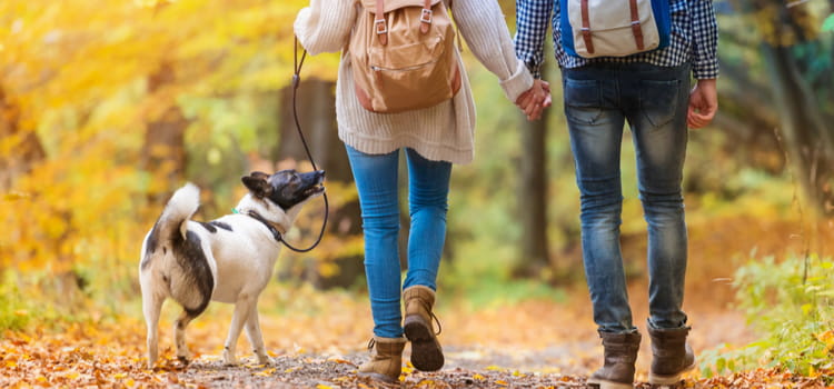 a couple walks their dog while wearing sweaters in a park