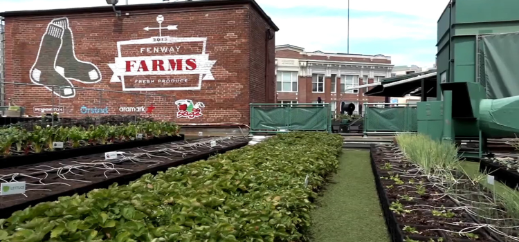 You can find a 5,000-square-foot garden atop Fenway Park that grows different produce.