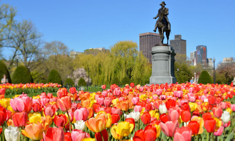 tulips blooming in the Boston Common